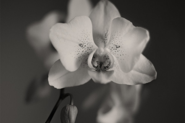 photo d'une orchidée en noir et blanc
